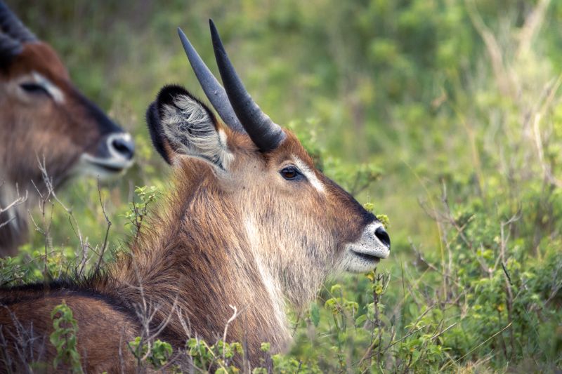 Waterbucks in der Mara Siana Conservancy in Kenia